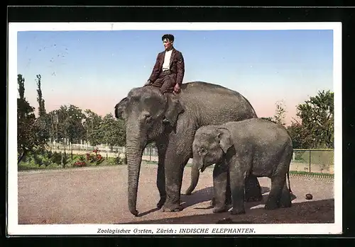AK Zürich, Indische Elefanten mit Reiter im Zoo