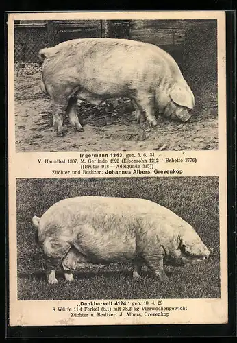 AK Grevenkop, Albers`sche Stammzucht, Schweine Ingermann 1343 und Dankbarkeit 4124