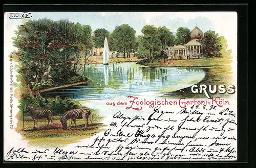 Lithographie Köln, Zoologischer Garten mit Zebras