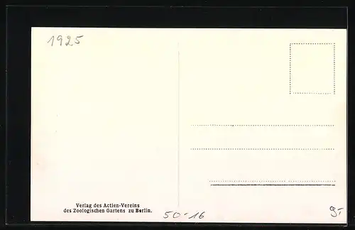 AK Berlin, Rote Terrasse im Zoo