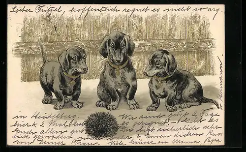 AK Dackel, Hunde schauen auf zusammengerollte Igel