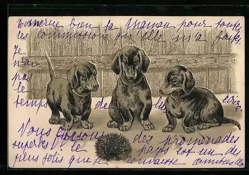 AK Dackel, Hunde schauen auf zusammengerollte Igel