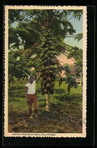 AK Philippines, Papaya Tree with Fruit