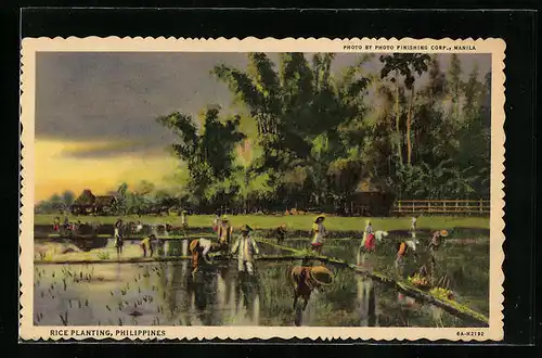 AK Philippines, Rice Planting