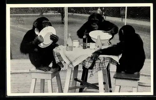 AK Rotterdam, Diergaarde Blijdorp, Chimpansee`s aan de maaltijd