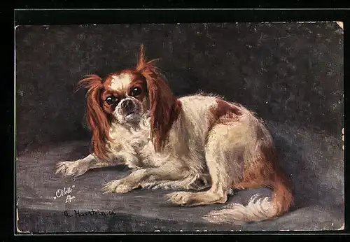 AK Portrait eines liegenden Blenheim Spaniels