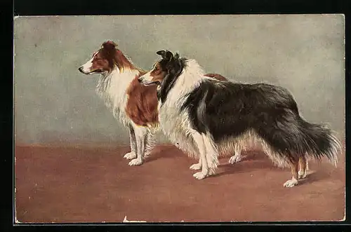 AK Zwei stehende Collies, von der Seite gesehen