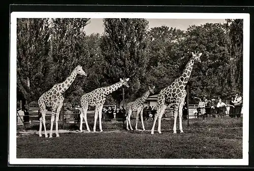 AK München, Netz-Giraffen im Tierpark Hellabrunn