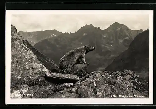 AK Murmeltier auf einem Felsvorsprung im Hochgebirge