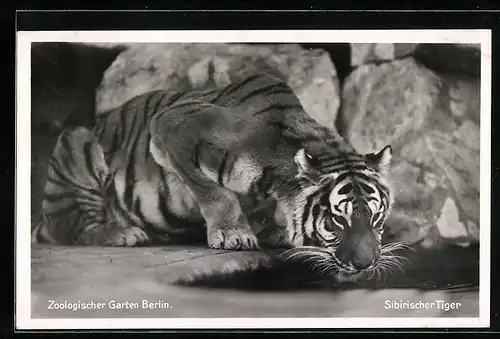 AK Berlin, Sibirischer Tiger an einem Wasserloch im Zoo