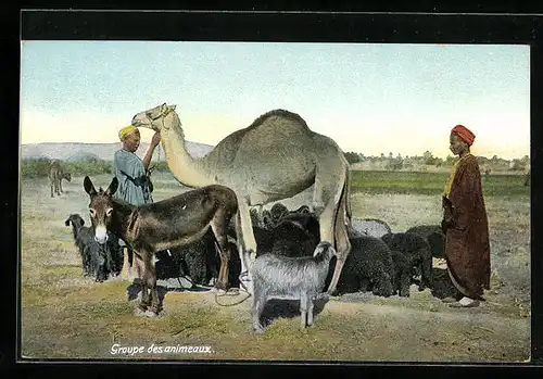 AK Ägypten, Kamel mit Besitzern, Esel und Schafen