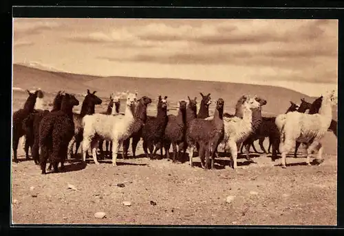 AK Kamelherde auf einer Freifläche in den Anden
