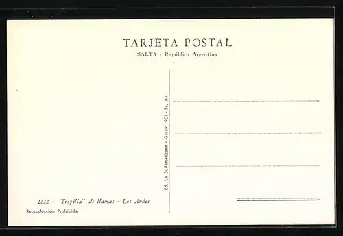 AK Kamelherde auf einer Freifläche in den Anden