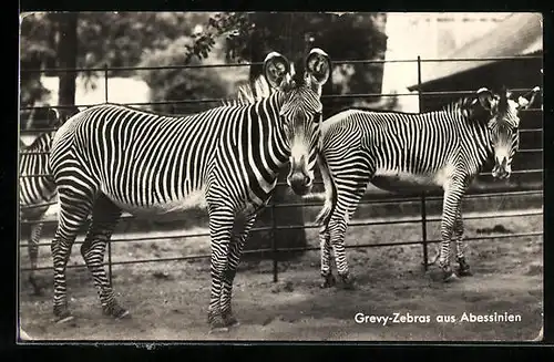 AK Berlin, Grevy-Zebras aus Abessinien im Zoo