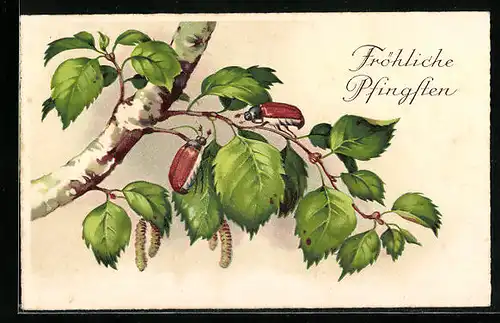 AK Maikäfer krabbeln auf einer Birke, Pfingstgruss