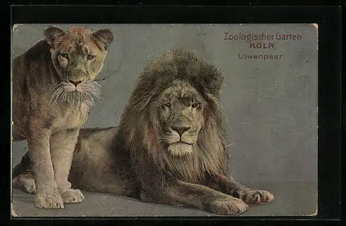AK Köln, Ein Löwenpaar im Zoo