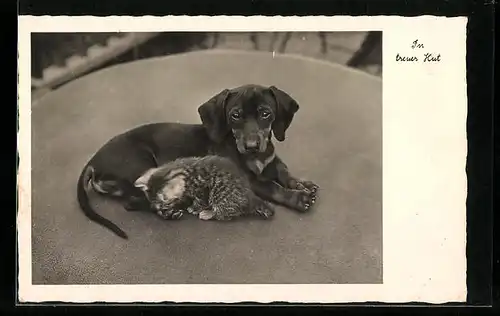AK Junger Dackel mit Katzenbaby