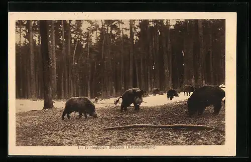 AK Wildschweine im Leiningischen Wildpark