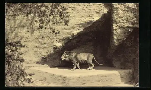 AK Nürnberg, Löwe Othello in seiner Schlucht im Zoo