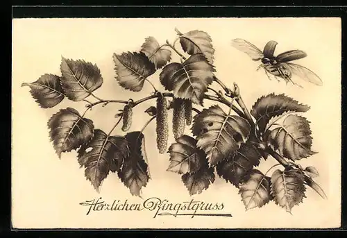 AK Fliegender Maikäfer über angefressenem Birkenzweig, Pfingstgruss