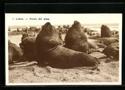 AK Lobos, Punta del Este