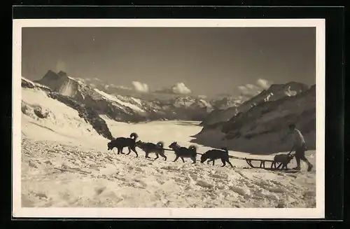 AK Jungfrauenjoch, Polarhunde mit Schlitten am Jungfraufirn