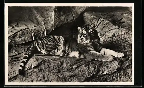 AK Hamburg-Stellingen, Tiger in einer Felsen-Nische im Tierpark