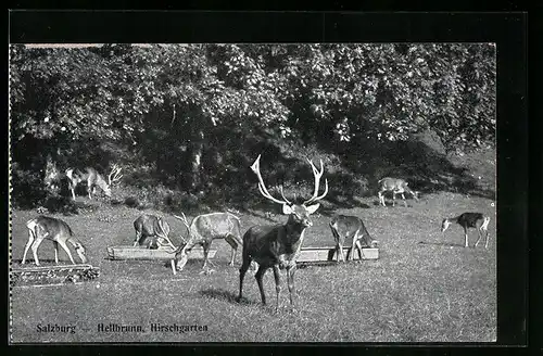 AK Salzburg, Hirsche im Hirschgarten Hellbrunn