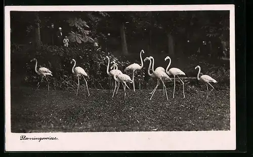 AK Halle, Flamingos auf der Wiese im Zoo