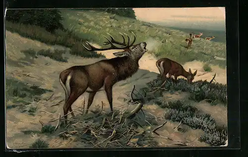 AK Röhrender Hirsch und Hirschkühe
