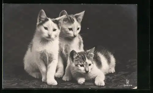 AK Drei kleine Katzen auf einer Decke