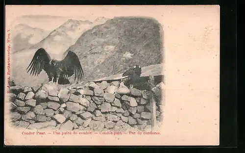 AK Ein Condor-Paar in den Berge