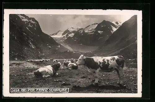 AK Stubai, Weidende Kühe bei der Franz Sennhütte