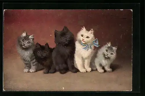 AK Fünf Katzenjunge in einer Reihe