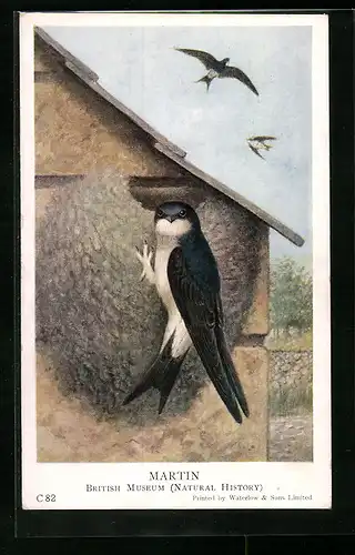 AK Schwalbe am Nest an einer Hauswand