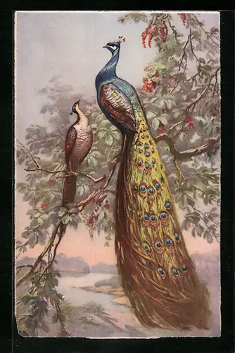 AK Pfauenpaar auf einem Baum über Auenlandschaft