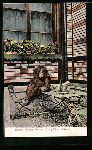 AK Basel, Zoologischer Garten, Orang-Utan Jakob