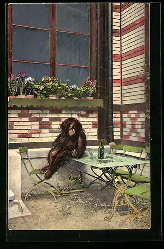 AK Basel, Zoologischer Garten, Orang-Utan Jakob