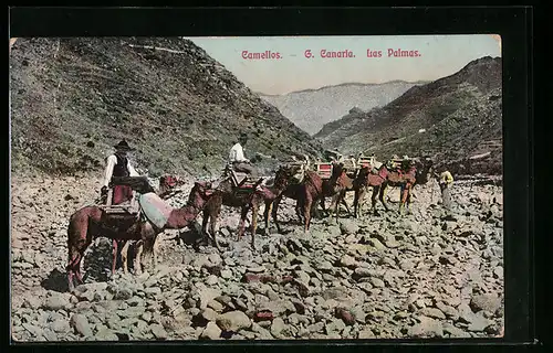 AK Las Palmas /Gran Canaria, Camellos