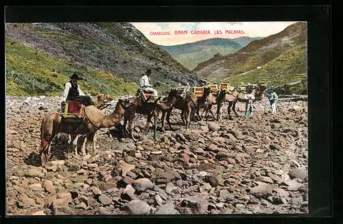 AK Las Palmas /Gran Canaria, Kamele mit Führern