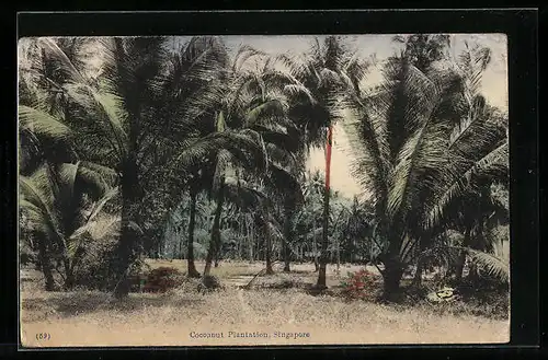 AK Singapore, Coconut Plantation
