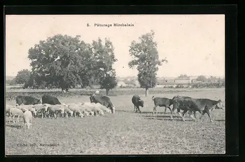 AK Pâturage Mirebalais, Ortspartie, Feld mit Kühen und Schafen