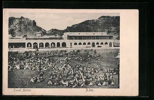 AK Aden, Camel Market