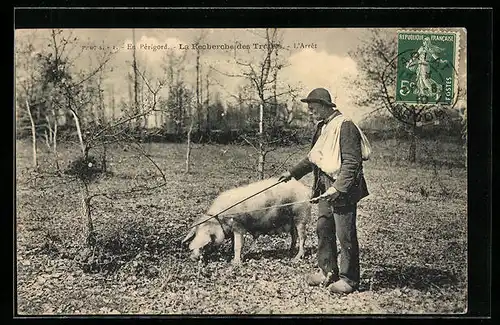 AK Trüffelschwein bei der Suche