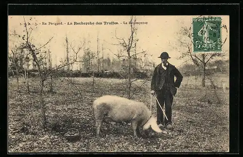 AK Trüffelschwein auf einem Feld