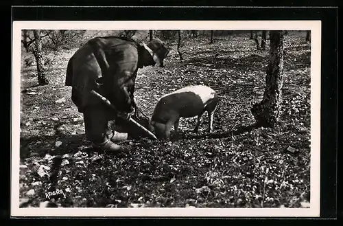 AK Trüffelschwein mit Bauer im Perigord