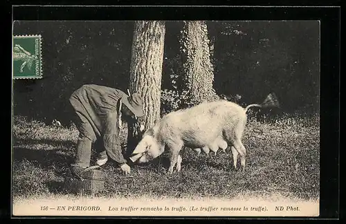 AK Bauer liest Trüffel auf, Trüffelschwein