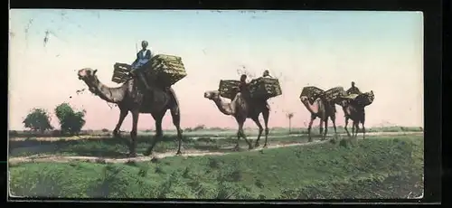 Mini-AK Egypt, En Route for the Fields