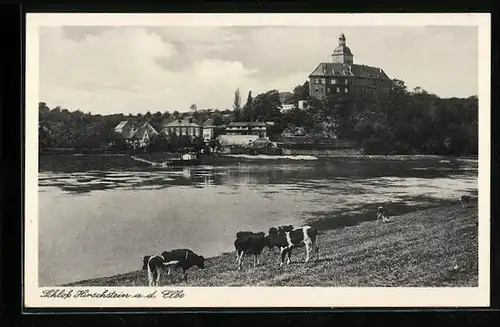 AK Hirschstein a. d. Elbe, Ansicht vom Schloss, Kühe auf dem Deich