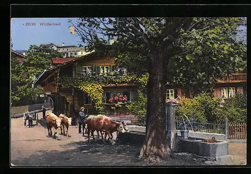 AK Wilderswil, Ortspartie und Bauer mit Kühen an der Tränke